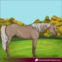 Horse Color:Silver Grullo 