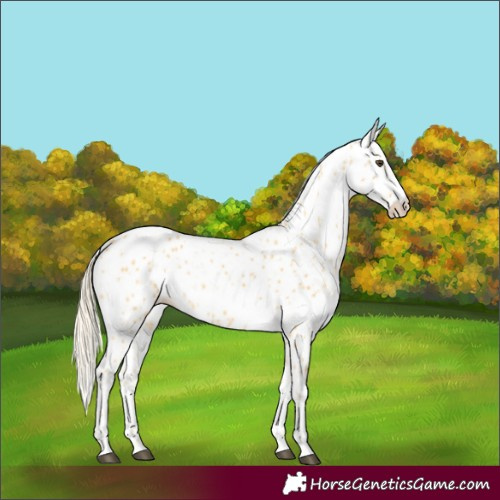 Horse Color:Palomino Appaloosa 