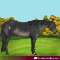 Horse Color:Black 