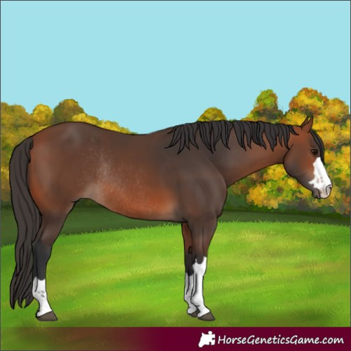 Horse Color:Bay Rabicano 