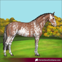 Horse Color:Bay Sabino Rabicano  and Bay Sabino Rabicano 