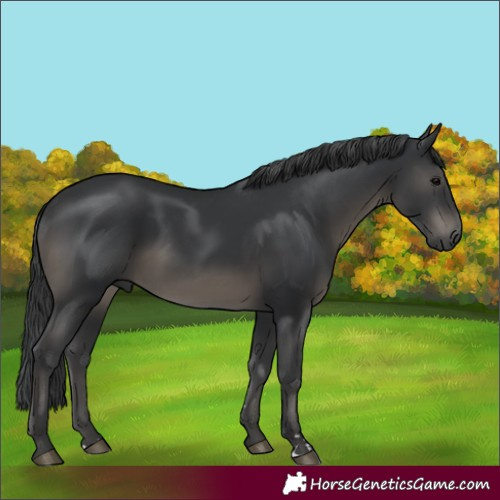 Horse Color:Black 