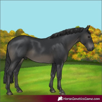 Horse Color:Black 