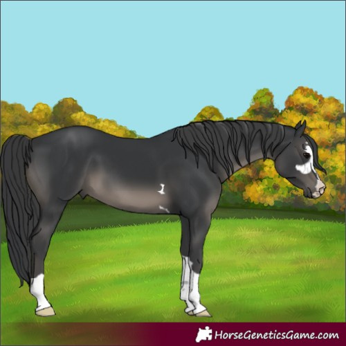 Horse Color:Black 