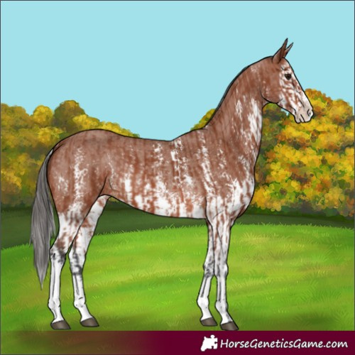 Horse Color:Bay Sabino Rabicano and Bay Sabino Splash Rabicano