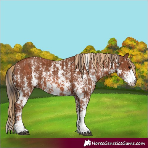 Horse Color:Bay Sabino Rabicano and Chestnut Sabino Rabicano