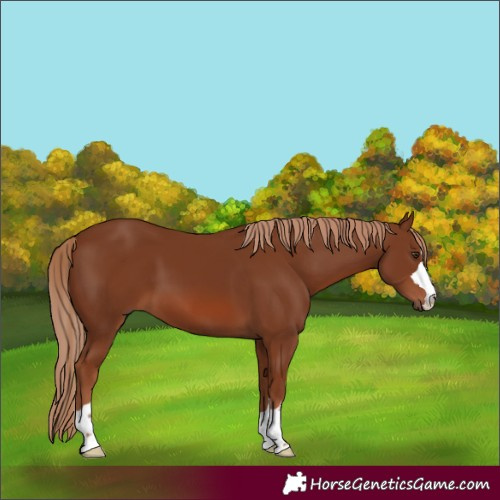 Horse Color:Chestnut 