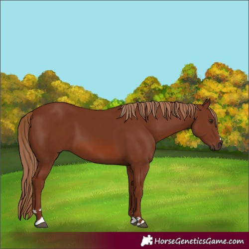 Horse Color:Chestnut 