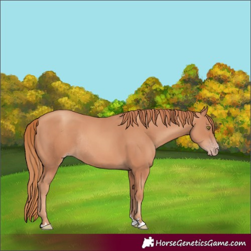 Horse Color:Gold Champagne Rabicano 