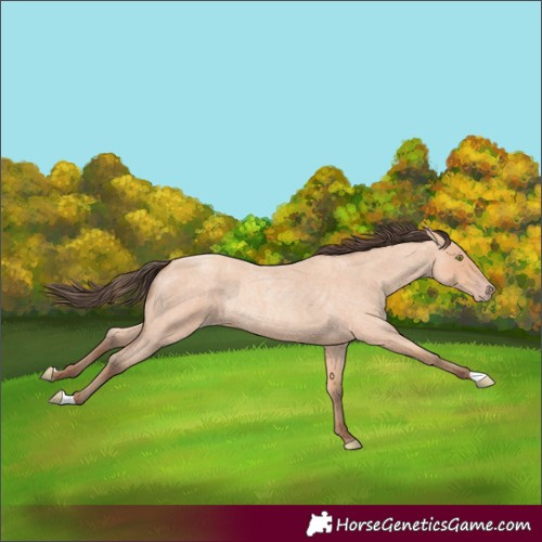 Horse Color:Amber Champagne Roan Rabicano 