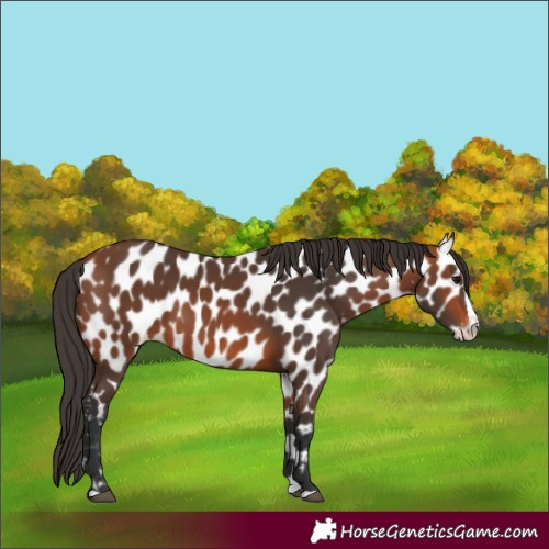 Horse Color:Bay Splash Appaloosa 