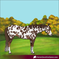 Horse Color:Gray Chestnut Splash Appaloosa 