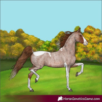 Horse Color:Red Roan Splash Tobiano 