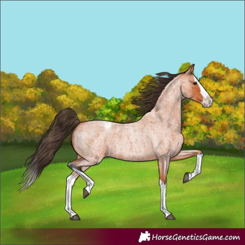 Horse Color:Bay Roan Splash Appaloosa 
