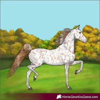 Horse Color:Red Roan Splash Appaloosa