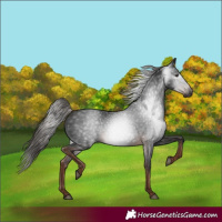 Horse Color:Gray White Spotted Liver Chestnut 