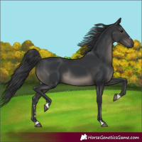 Horse Color:Black 