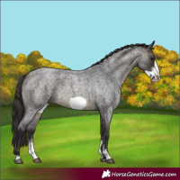 Horse Color:Buckskin Roan Sabino Frame 