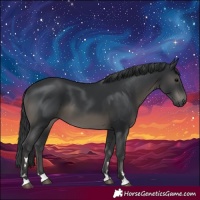 Horse Color:Black 