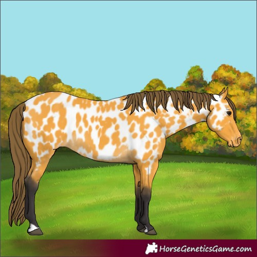 Horse Color:Buckskin Appaloosa 