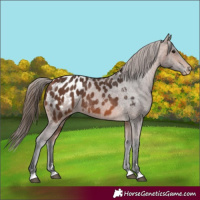 Horse Color:Bay Blanket 