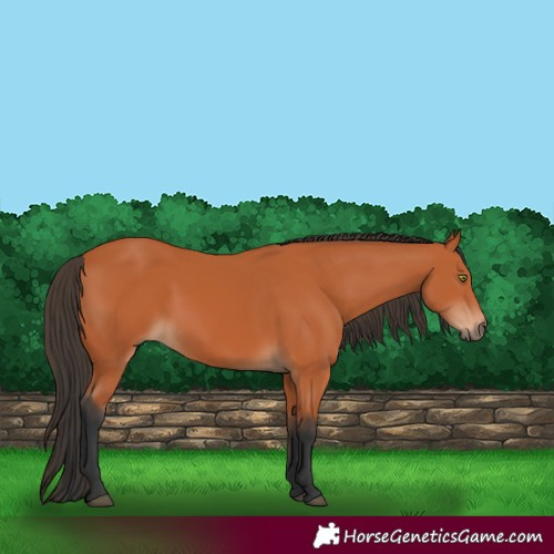 Horse Color:Bay 