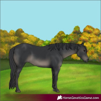Horse Color:Black 