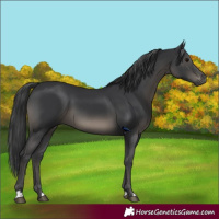 Horse Color:Black 