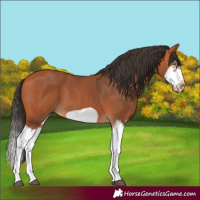 Horse Color:Bay Splash Frame