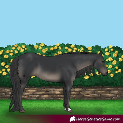 Horse Color:Black 