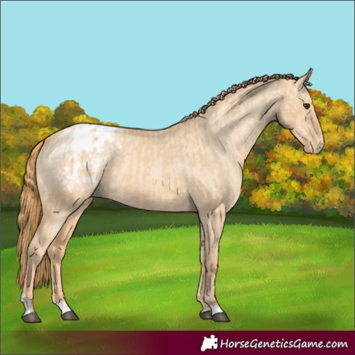 Horse Color:Red Dun Appaloosa and Gold Champagne Dun Appaloosa