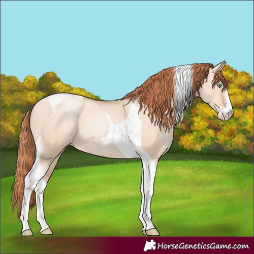 Horse Color:Classic Champagne Pearl Dun Sabino Tobiano 