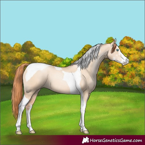 Horse Color:Sable Champagne Pearl Dun Sabino Tobiano 