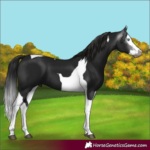 Horse Color:Gray Black Splash Tobiano 