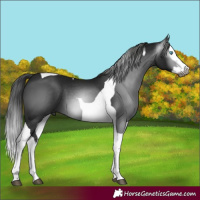Horse Color:Gray Black Splash Tobiano