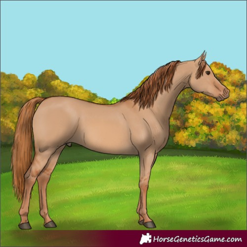 Horse Color:Red Dun 