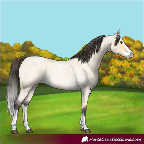 Horse Color:Buckskin Roan Dun Splash 