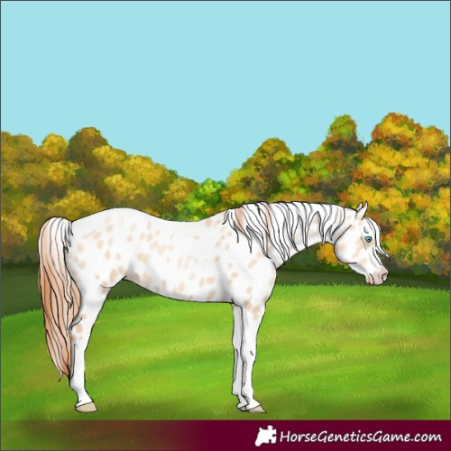 Horse Color:Sable Champagne Pearl Dun Sabino Tobiano Leopard 