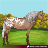 Horse Color:Silver Brown Dun Appaloosa 