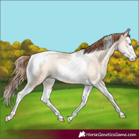 Horse Color:Sable Champagne Pearl Dun Sabino Splash Tobiano 