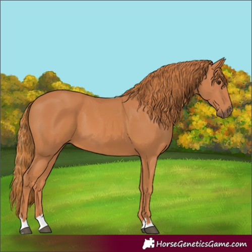 Horse Color:Chestnut 