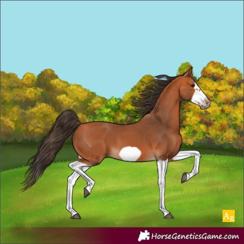 Horse Color:Bay Splash Frame 