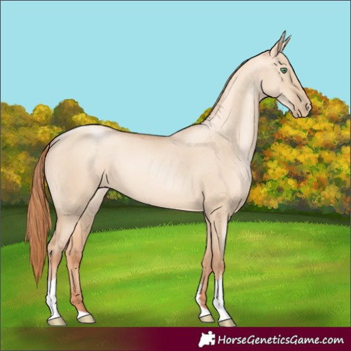 Horse Color:Classic Champagne Pearl Dun Sabino Tobiano 