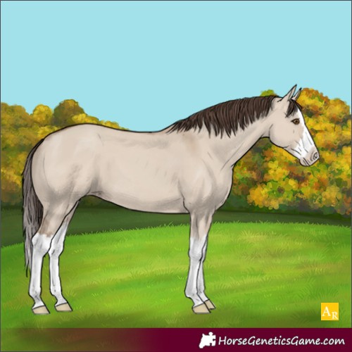 Horse Color:Unknown 