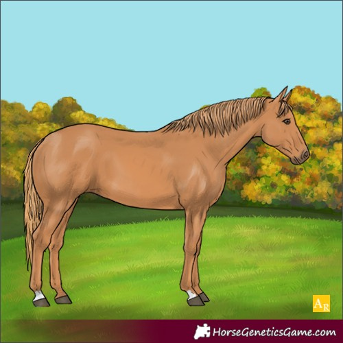 Horse Color:Unknown 