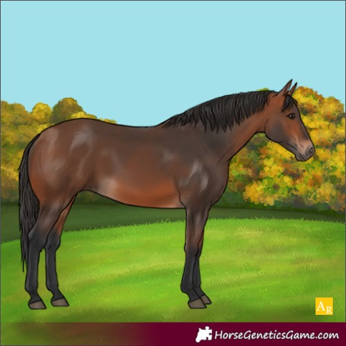 Horse Color:Unknown 