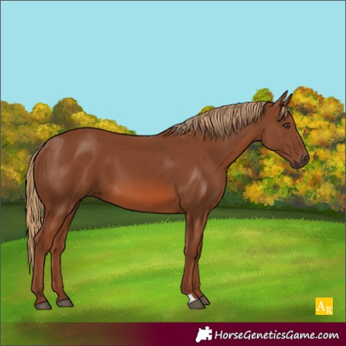 Horse Color:Unknown 
