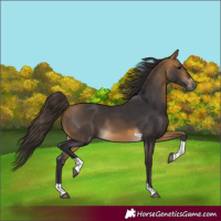 Horse Color:Buckskin Tobiano 