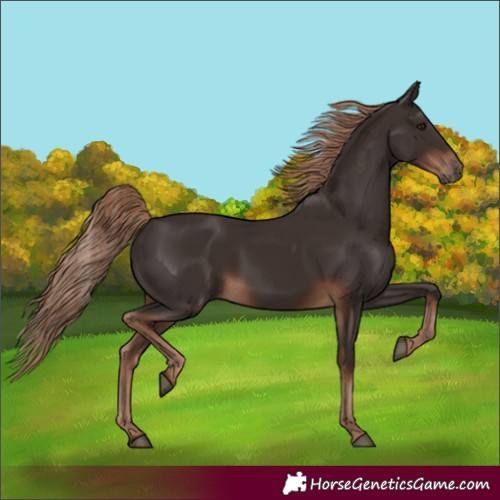 Horse Color:Liver Chestnut Rabicano