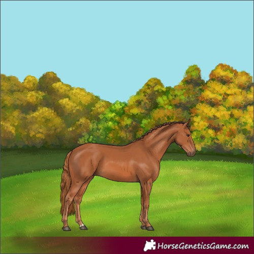 Horse Color:Chestnut 